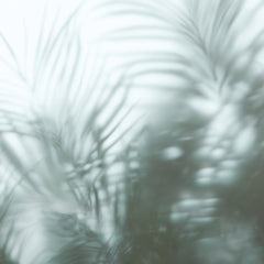 Carta da parati Foggy leaves dettaglio Carta da parati Foggy leaves dettaglio