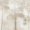 Dawn in the forest Wallpaper