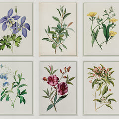 Carta da parati Tavole botaniche