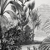 Wall Mural Black and white jungle